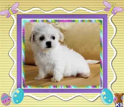 Mixed Breed Puppies for Sale